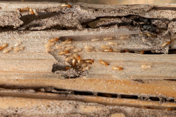 Best Local Pest Control Services  in Roseville, CA
