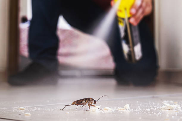 Best Termite Control Services  in Roseville, CA